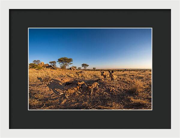 Young African Wild Dogs At Play
