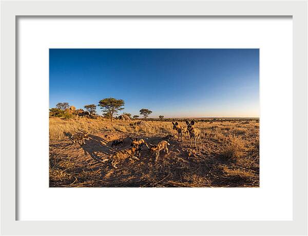 Young African Wild Dogs At Play