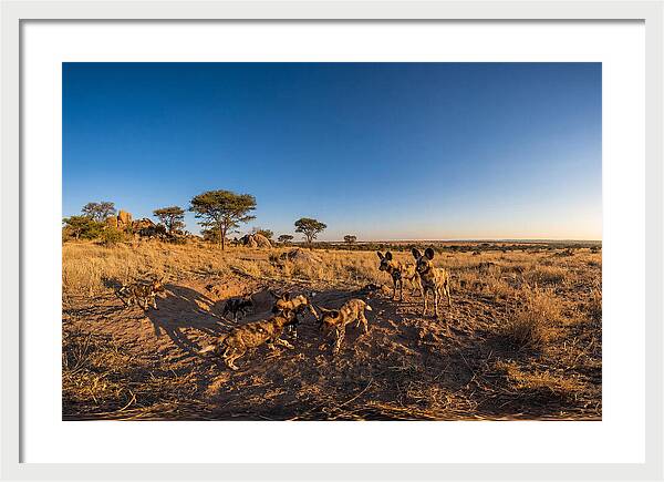 Young African Wild Dogs At Play