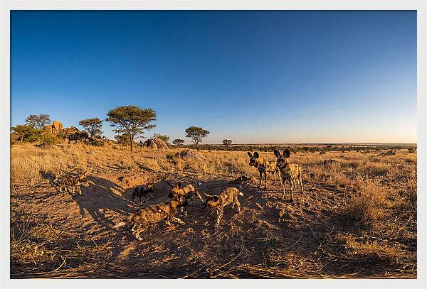 Young African Wild Dogs At Play