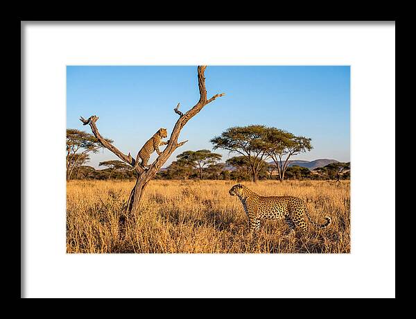 Young Leopard Exploring Its Surroundings