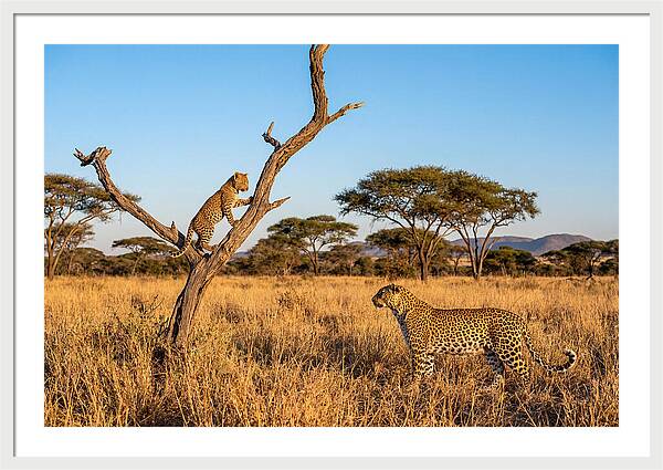 Young Leopard Exploring Its Surroundings
