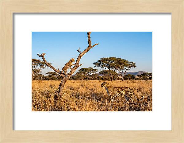 Young Leopard Exploring Its Surroundings