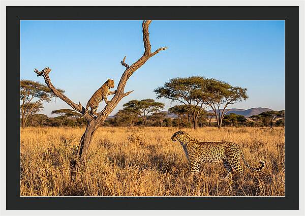 Young Leopard Exploring Its Surroundings
