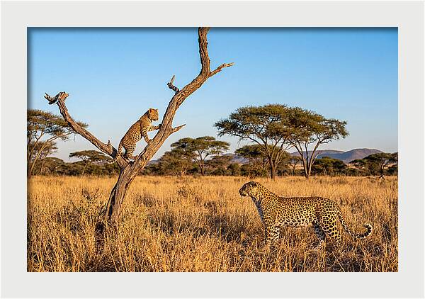 Young Leopard Exploring Its Surroundings