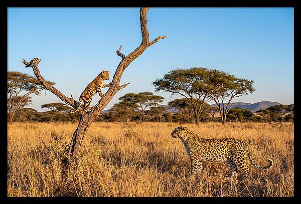 Young Leopard Exploring Its Surroundings