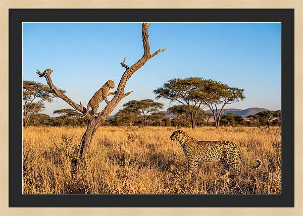 Young Leopard Exploring Its Surroundings