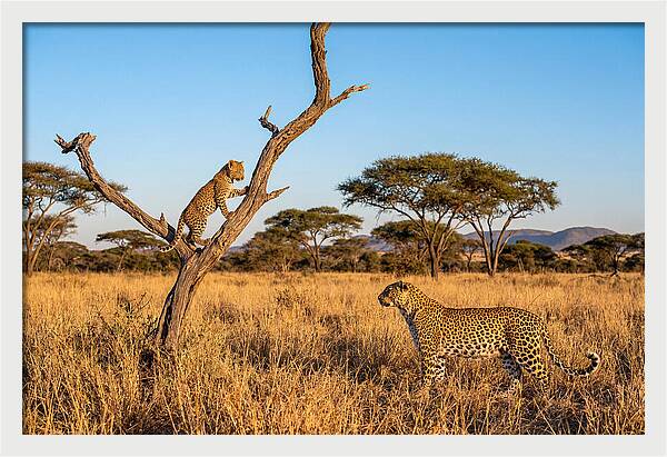 Young Leopard Exploring Its Surroundings