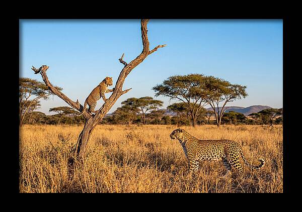 Young Leopard Exploring Its Surroundings