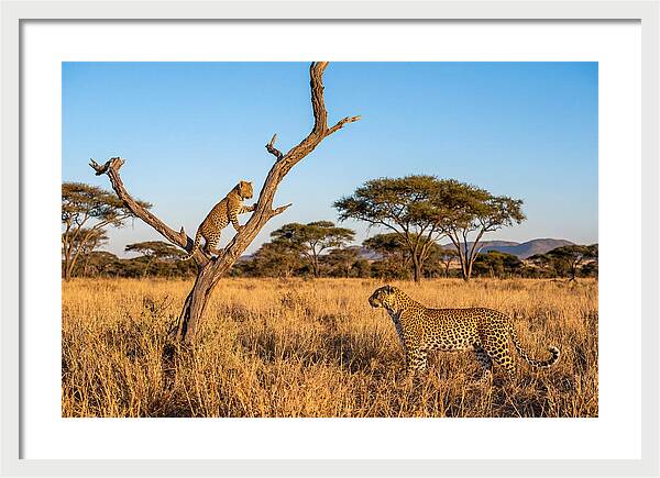 Young Leopard Exploring Its Surroundings