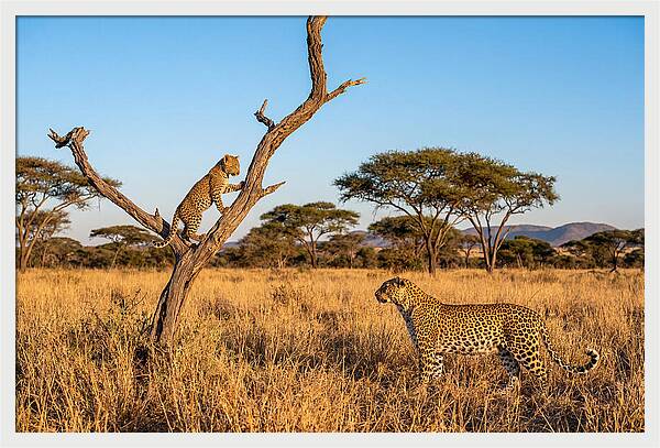 Young Leopard Exploring Its Surroundings