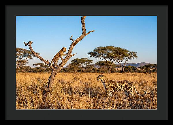 Young Leopard Exploring Its Surroundings
