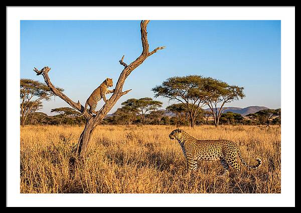 Young Leopard Exploring Its Surroundings