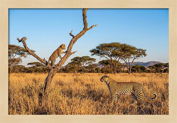 Young Leopard Exploring Its Surroundings
