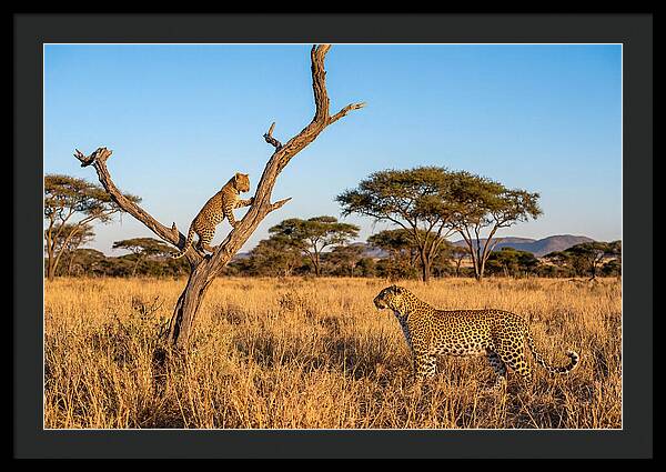 Young Leopard Exploring Its Surroundings