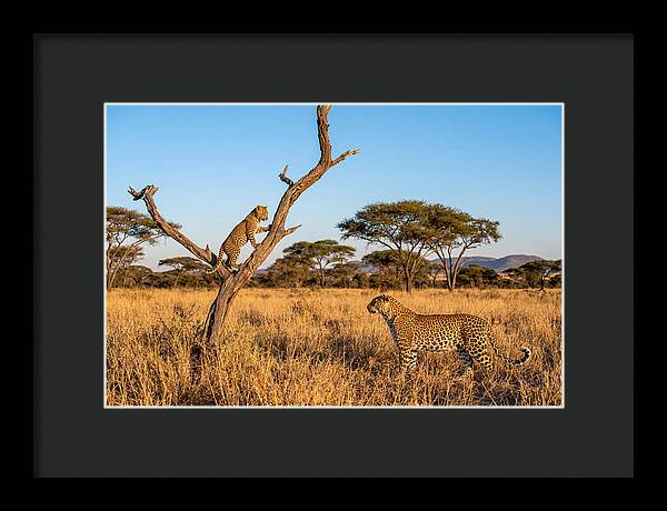 Young Leopard Exploring Its Surroundings