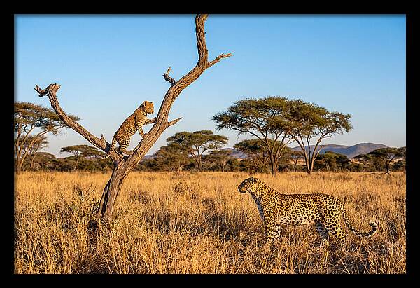 Young Leopard Exploring Its Surroundings