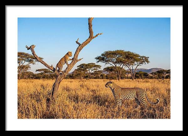 Young Leopard Exploring Its Surroundings
