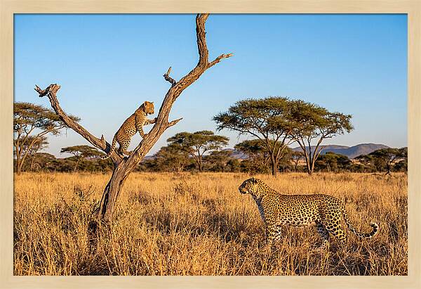 Young Leopard Exploring Its Surroundings