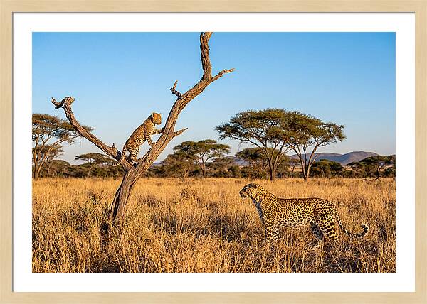 Young Leopard Exploring Its Surroundings
