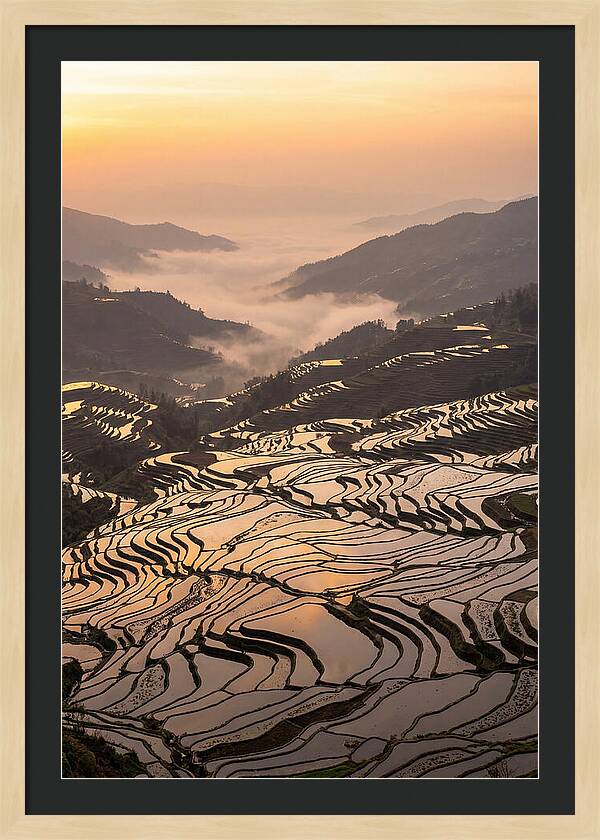 Yuanyang Rice Terraces At Sunrise