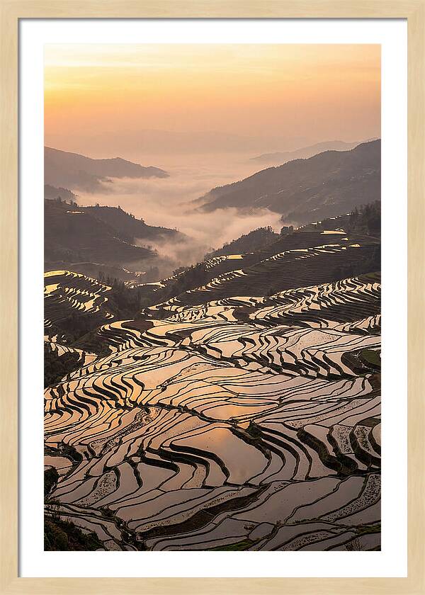 Yuanyang Rice Terraces At Sunrise