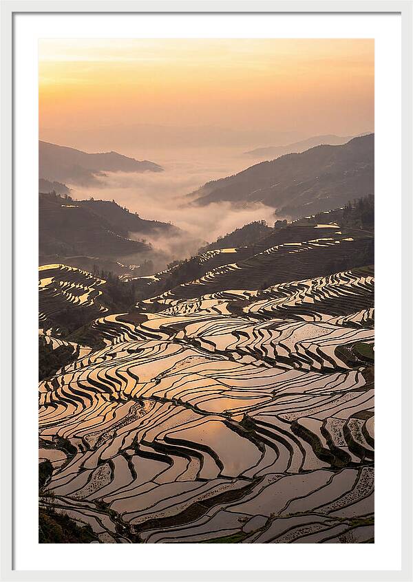 Yuanyang Rice Terraces At Sunrise