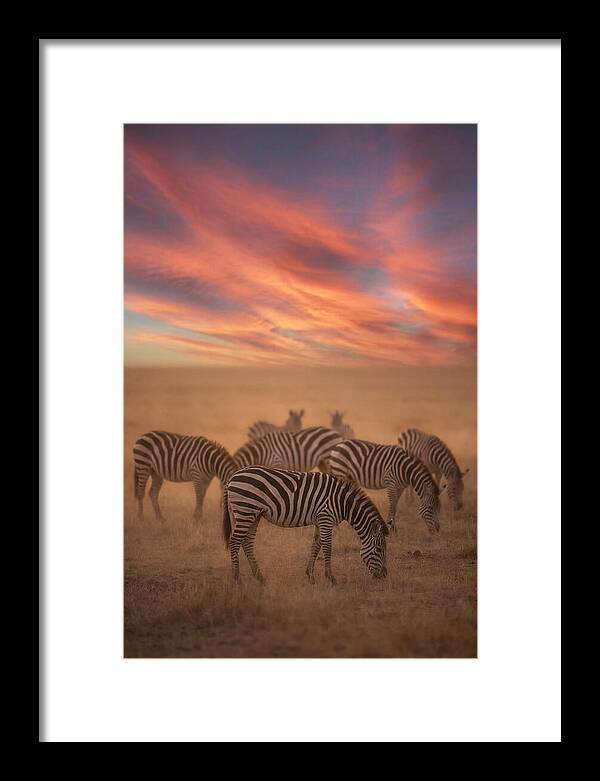 Zebra Striped Herd At Dusk