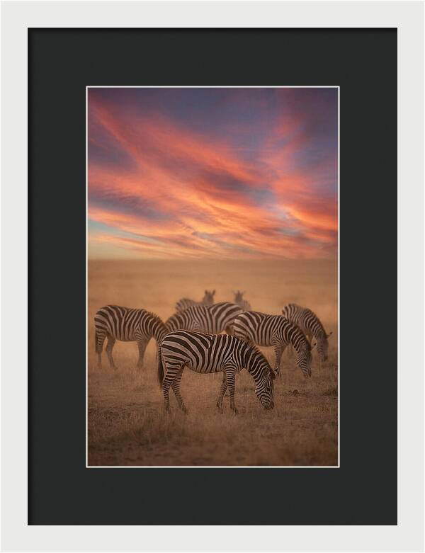 Zebra Striped Herd At Dusk