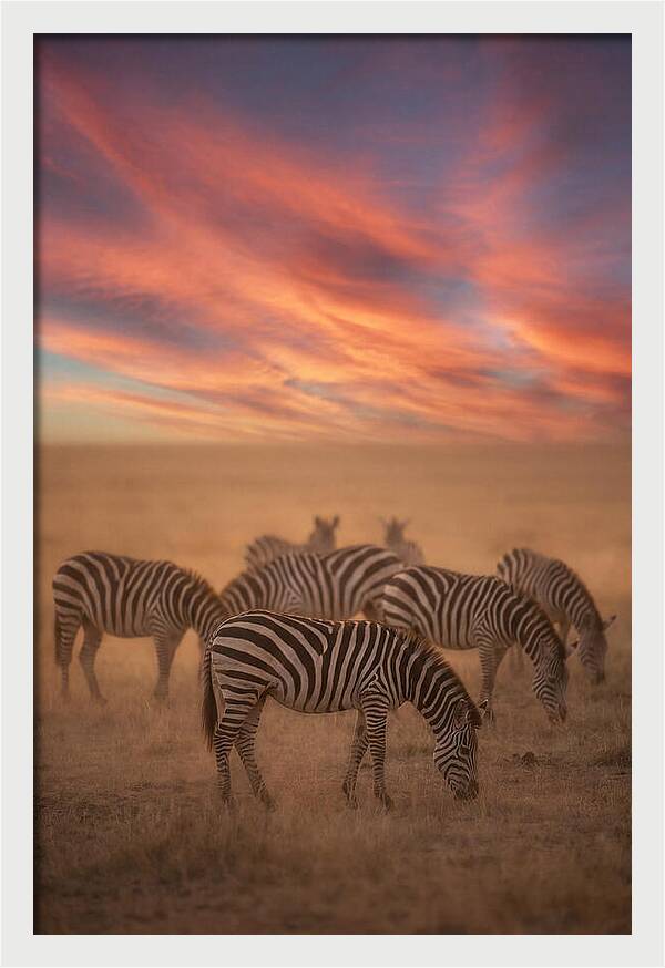 Zebra Striped Herd At Dusk