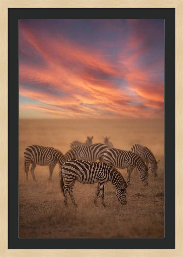 Zebra Striped Herd At Dusk