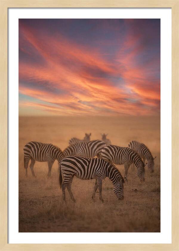 Zebra Striped Herd At Dusk