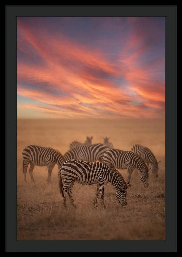 Zebra Striped Herd At Dusk