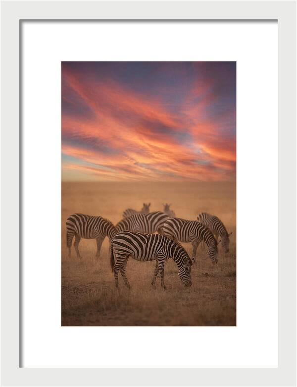 Zebra Striped Herd At Dusk