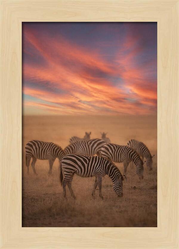 Zebra Striped Herd At Dusk