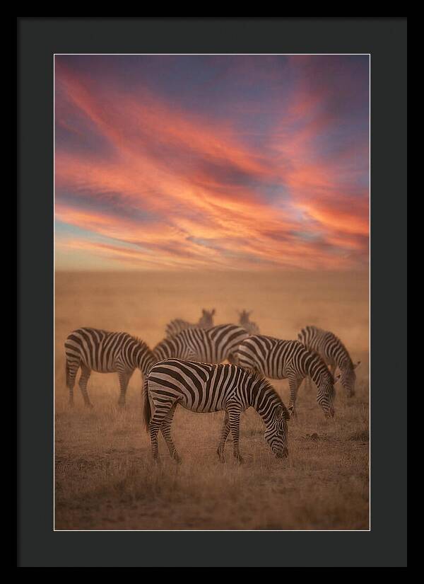 Zebra Striped Herd At Dusk