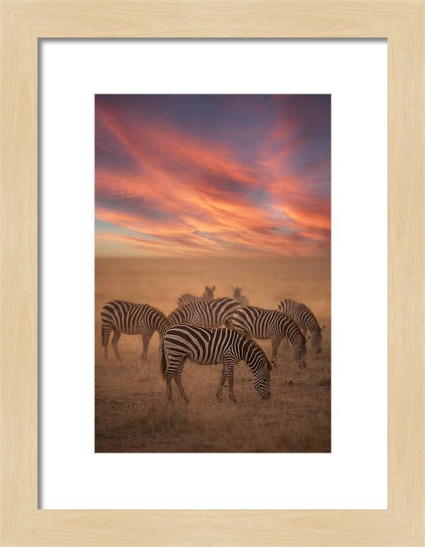 Zebra Striped Herd At Dusk