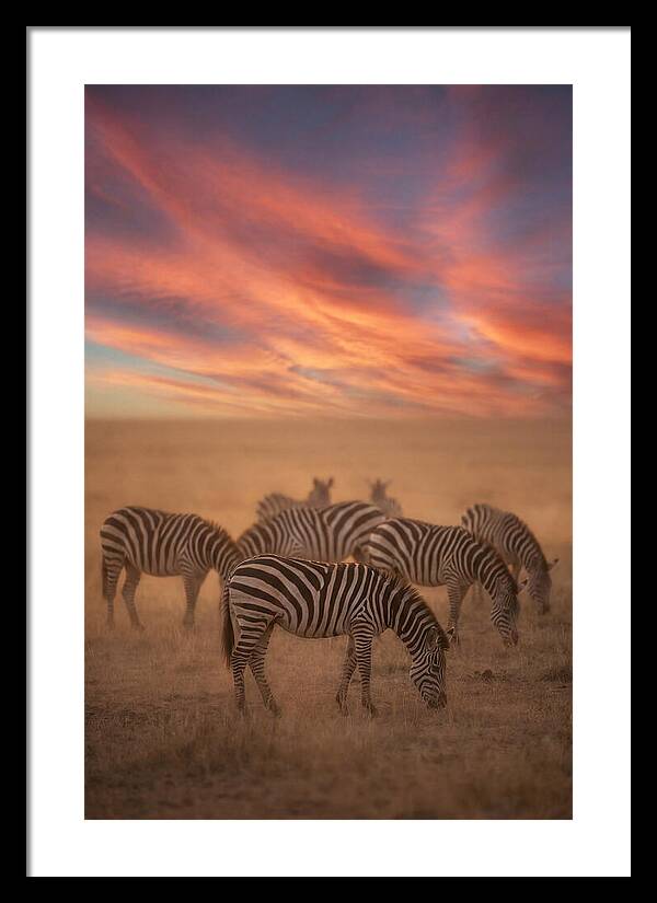 Zebra Striped Herd At Dusk