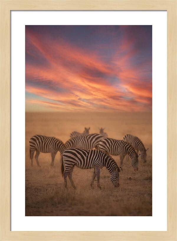 Zebra Striped Herd At Dusk