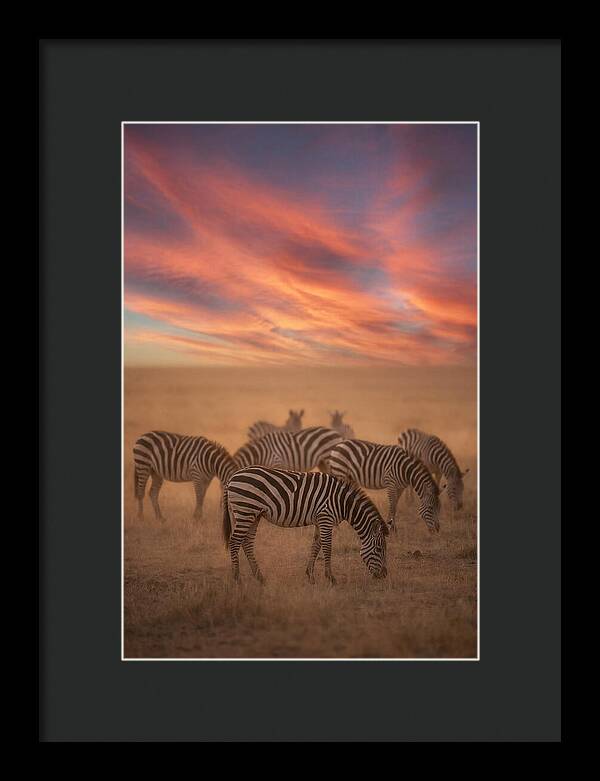 Zebra Striped Herd At Dusk