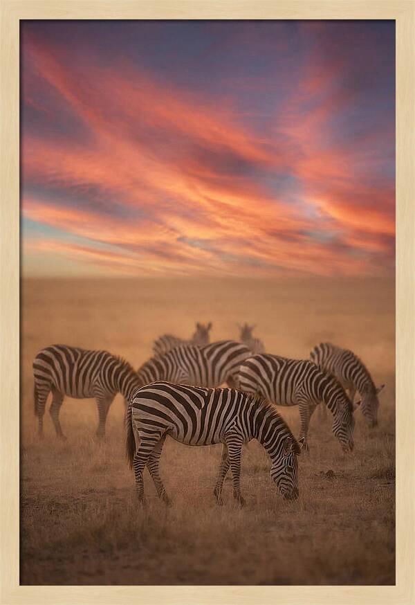 Zebra Striped Herd At Dusk