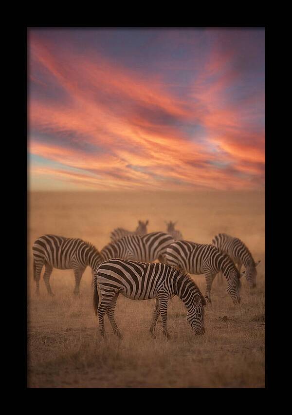 Zebra Striped Herd At Dusk
