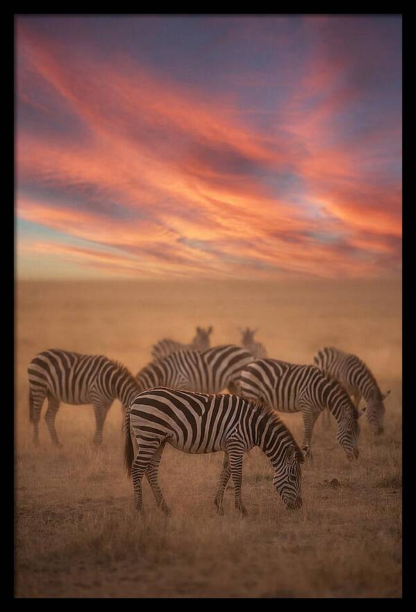 Zebra Striped Herd At Dusk