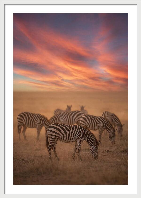 Zebra Striped Herd At Dusk