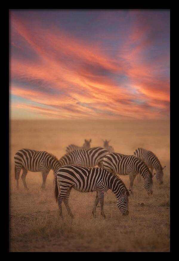 Zebra Striped Herd At Dusk