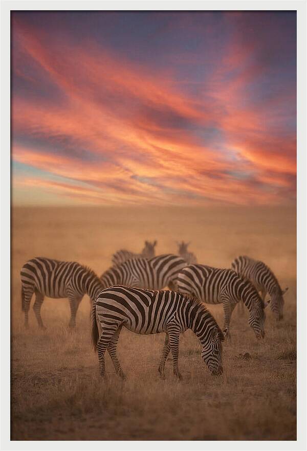 Zebra Striped Herd At Dusk