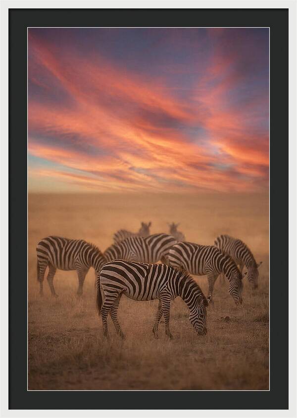 Zebra Striped Herd At Dusk