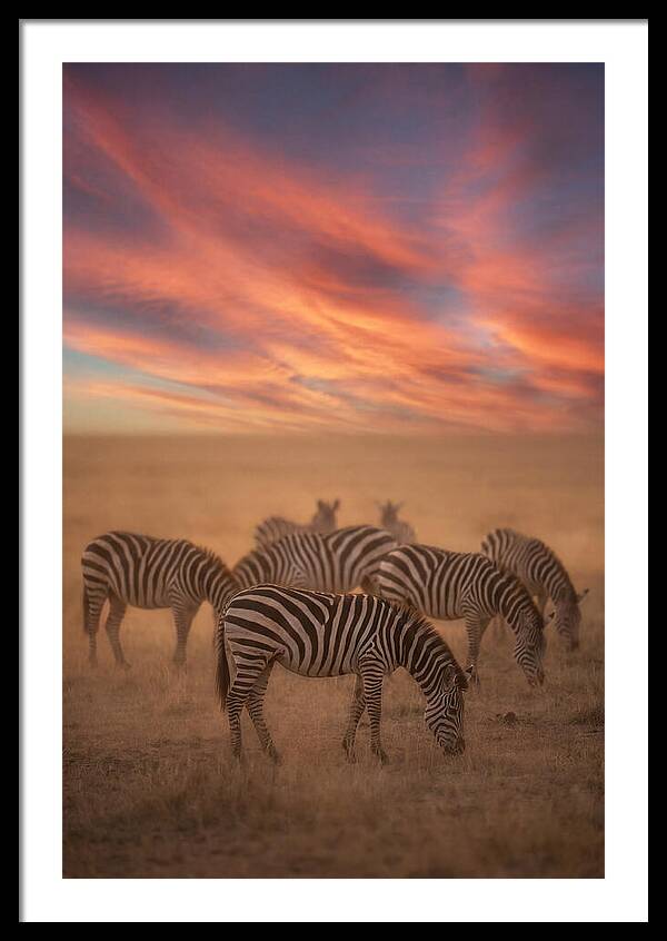 Zebra Striped Herd At Dusk