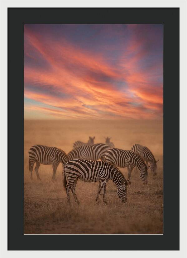 Zebra Striped Herd At Dusk