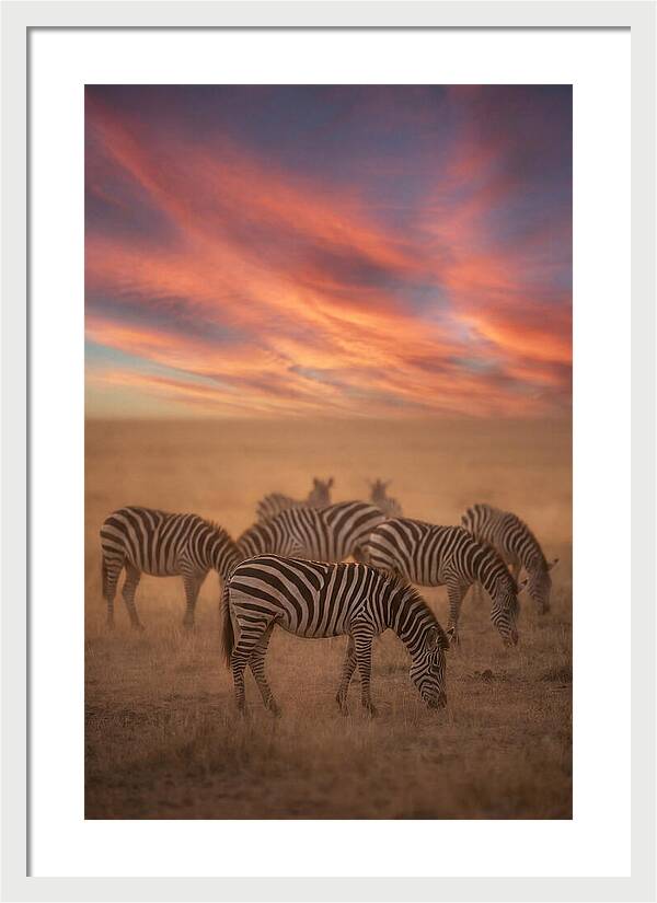 Zebra Striped Herd At Dusk